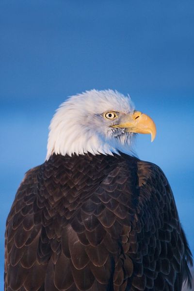 Su, Keren 아티스트의 Bald Eagle-Homer-Alaska-USA작품입니다.